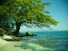 thumbs_Olotayan-Island-Tree1 Photo Gallery