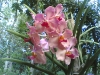 Wild Flowers