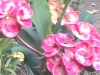 orchids-2.jpg