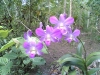 orchids-3.jpg