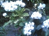 white-orchids.jpg