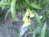 yellow-orchids-2.jpg