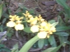 yellow-orchids.jpg