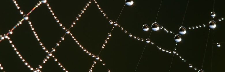 Dew-covered spider web macro photograph, metaphor for a web crawler scraper tool
