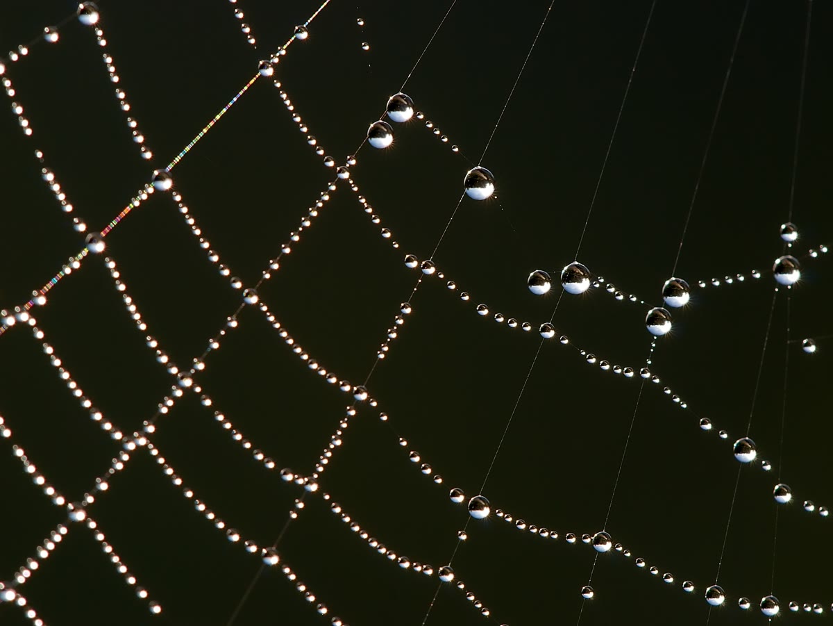 Dew-covered spider web macro photograph, metaphor for a web crawler scraper tool